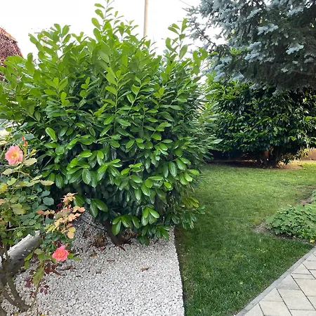 Lili * Balatonkeresztúr